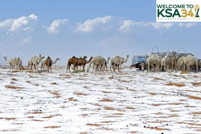 Climate & Packing Guide for DecemberJanuary